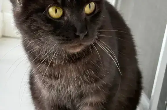 Найдена кошка, Волгоград, фото: Кошка найдена на Пархоменко 35А, Волгоград