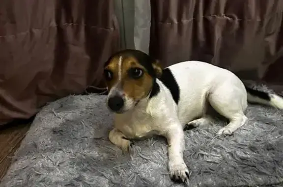 Собаки потеряшки, Корсаков, фото: Потеряшка собака, ул. Калинина 22, Корсаков