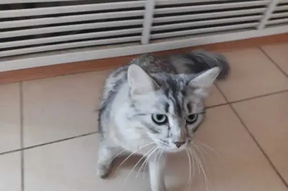 Найдена кошка, Астрахань, фото: Кот найден: ул. Бабаевского, Астрахань