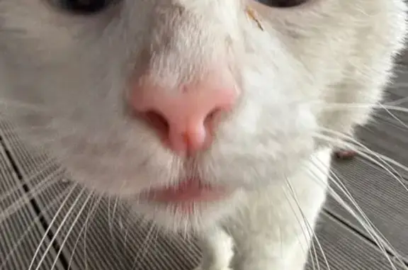 Найдена кошка, Малаховка, фото: Найдена кошка, Гаражная ул., Малаховка