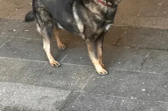 Найдена собака, Москва, фото: Собака у метро Парк Победы, Москва