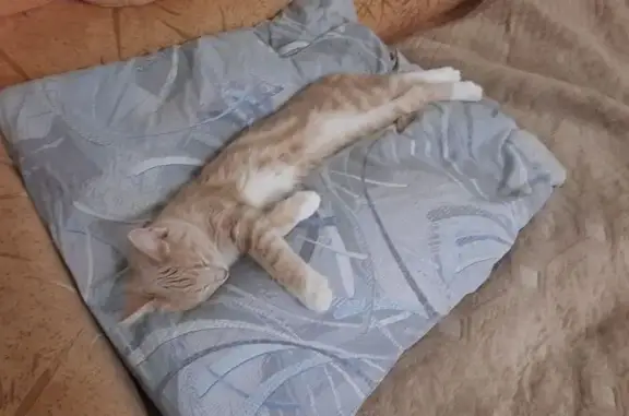 Кошки потеряшки, Воронеж, фото: Потеряшка котёнок, Пеше-Стрелецкая 125