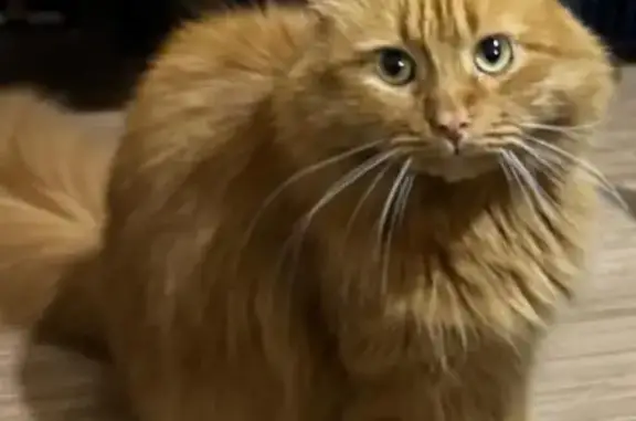 Кошки потеряшки, Москва, фото: Потеряшка кошка, Винокурова 7/5 к2, Москва