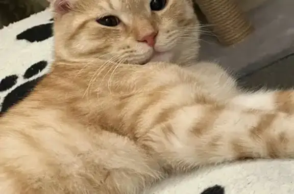 Пропала рыжая кошка, Латвийская 58/3