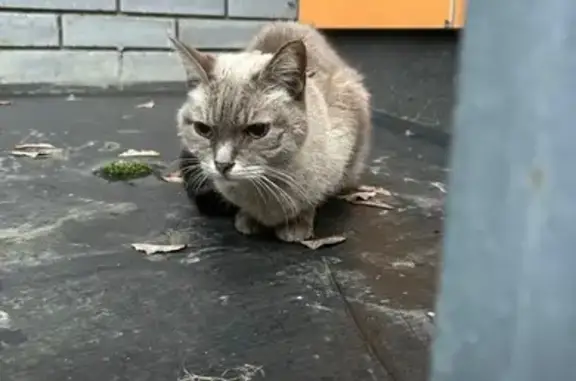 Кошка найдена: Лётная ул., 36А, Мытищи