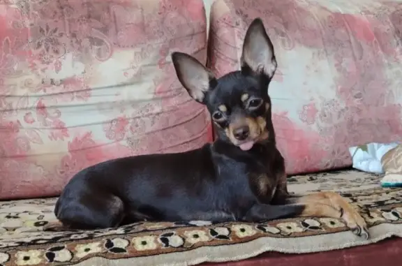 Пропала собака, ул. Светлова 7Г, Крск