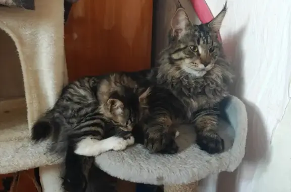 Кошки потеряшки, , фото: Потеряшка кошка на Технологической, 3