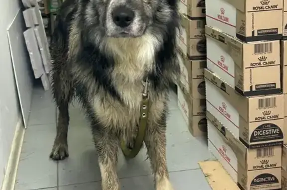 Найдена собака, Пушкин, фото: Собака найдена на Оранжерейной, 27, Пушкин