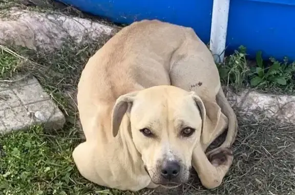 Найдена собака, Тбилисская, фото: Собака найдена на Октябрьской, 415, Тбилисская