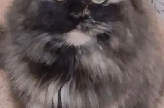 Пропала кошка, Садовая ул. 38, Архангельск