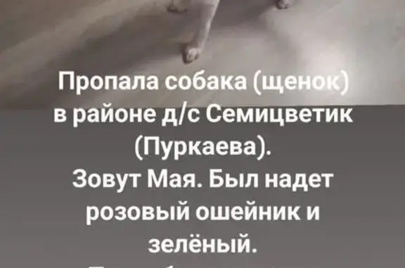 Собаки потеряшки, Южно-Сахалинск, фото: Потеряшка щенок, ул. Пуркаева, 47А