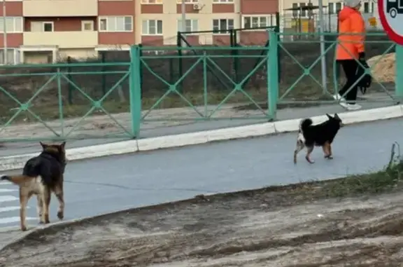 Найдена собака, Чебоксары, фото: Собаки найдены на ул. Сергея Бутякова