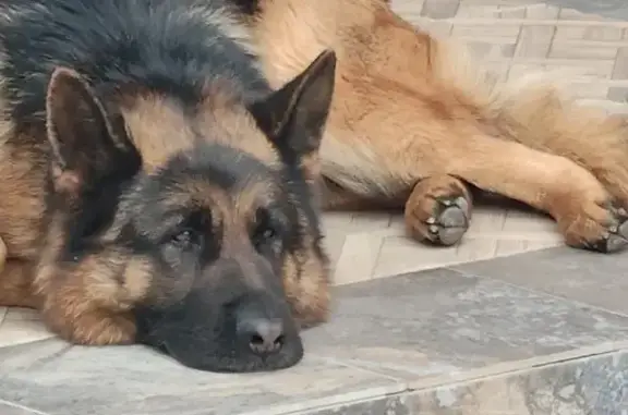 Собаки потеряшки, Краснодарский край, фото: Потеряшка собака: Индустриальный, Краснодарский край