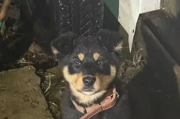 Найдена собака, , фото: Найдена овчарка, Дачное, Татарстан