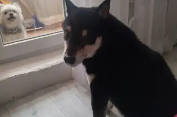 Ставрополь: найдена собака на ул. 50 лет ВЛКСМ