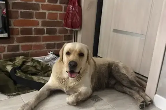 Найдена собака, Энгельс, фото: Найден лабрадор, Комсомольская 117 к1