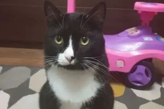 Пропала кошка, Желябова 44, Красноярск