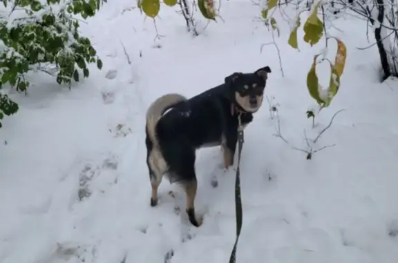 Пропала собака, Университетский пр., НСК