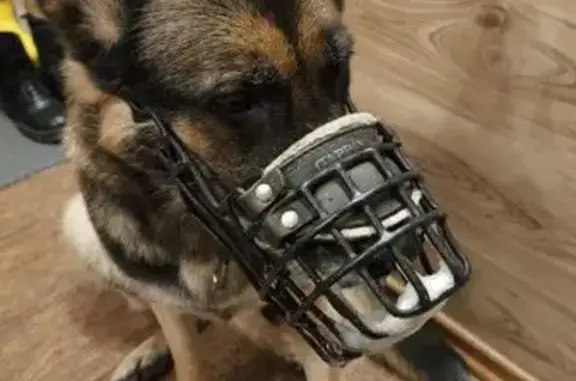 Найдена собака, Архангельск, фото: Овчарка найдена: Ленинградский пр., 352