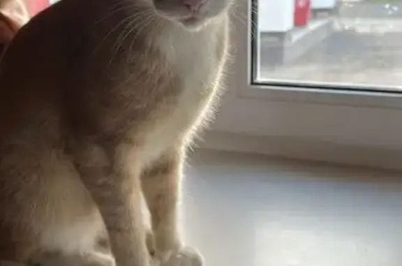 Пропала кошка, Саранск, Малая Акад. 9А