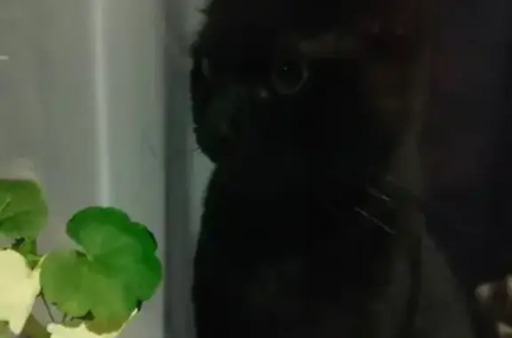 Кошки потеряшки, Краснодар, фото: Потеряшка кошка, 2-я Российская, 49, Краснодар