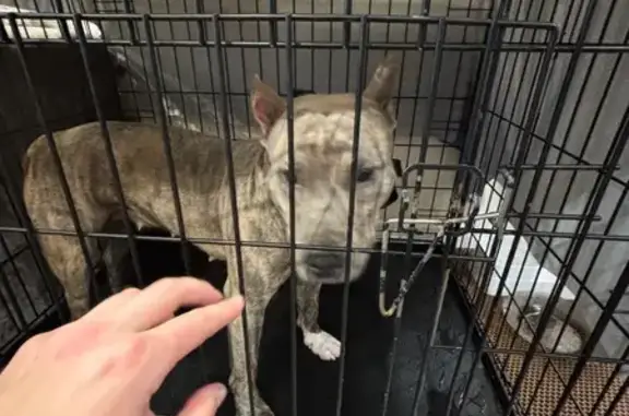 Найдена собака, Оренбург, фото: Амстаф найдена, ул. Поляничко, Оренбург