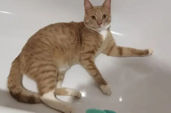 Пропал кот на ул. Линейная, Кострома