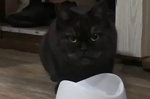 Найдена кошка, Иркутск, фото: Найдена кошка, Иркутск, ул. Белинского 24