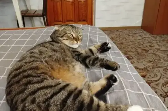 Пропала кошка, ул. Искры, 64В, Сочи