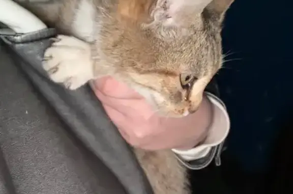 Найденные животные Кострома, фото: Кошка найдена на Ленина, 144, Кострома