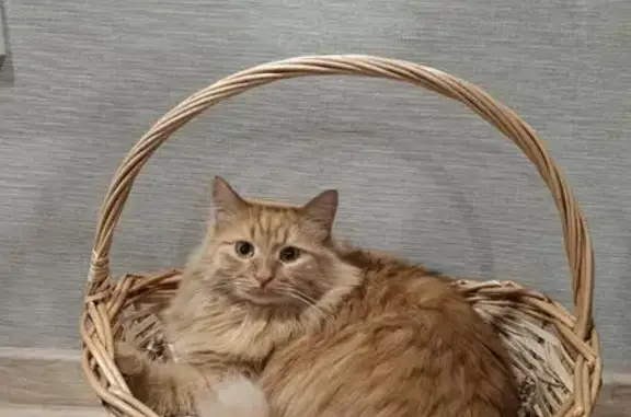 Пропала кошка, Садовая ул. 34, Казань