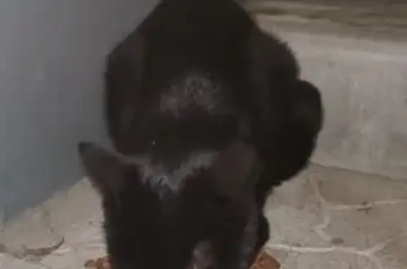 Найдена кошка, Волгоград, фото: Кошка найдена у 