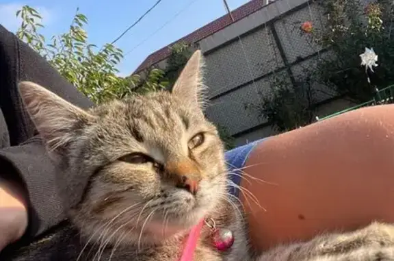 Кошки потеряшки, Свободы, фото: Потеряшка кошка, ул. Баграмяна, Свободы