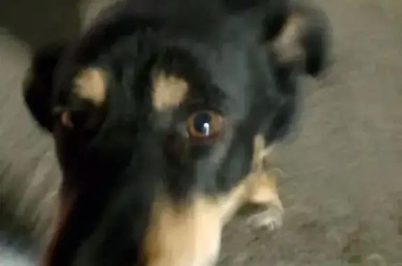 Найдена собака, Казань, фото: Собака найдена на ул. Адоратского, Казань