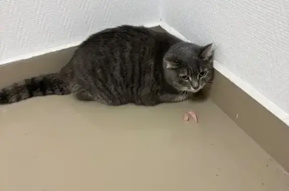 Найдена кошка, Екатеринбург, фото: Кошка найдена: ул. Новостроя, 1А, Екб