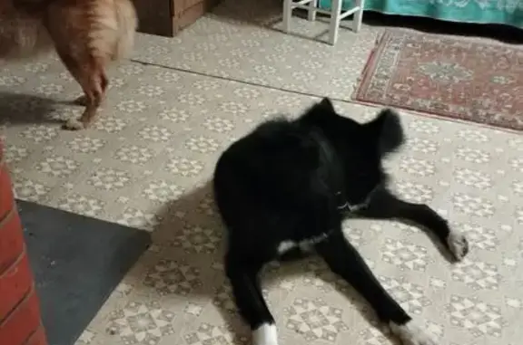 Собака найдена в Угрюмово, Вологодская обл. - photo