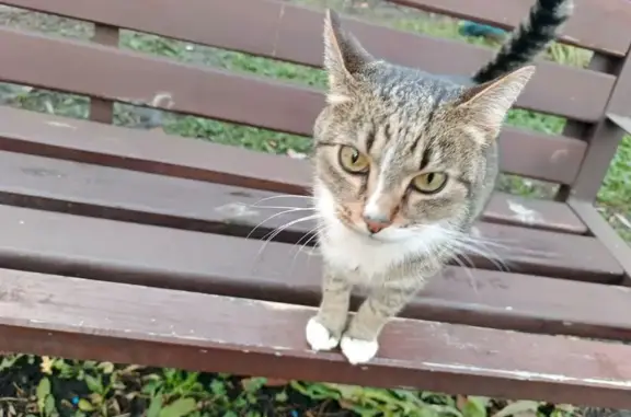 Найдена кошка, Пенза, фото: Кошка найдена на Южной поляне, Богданова 19