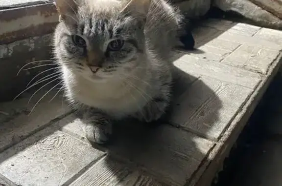 Найдена кошка, Саратов, фото: Кошка найдена: пр. Строителей, 78Б, Саратов