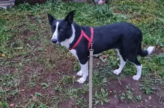 Собака Дина ищет дом в Советске, Кировская область