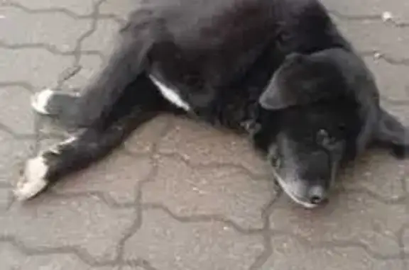 Найдена собака, Кузьминские Отвержки, фото: Собака найдена: ул. К. Константиновой, 1