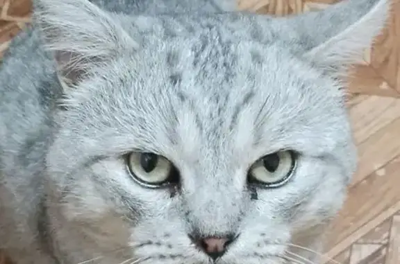 Кошки потеряшки, Астрахань, фото: Потеряшка кошка, Казанская ул. 75, Астрахань