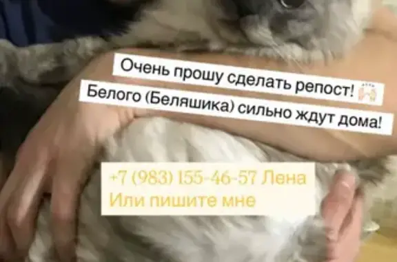 Кошки потеряшки, Красноярск, фото: Потеряшка кошка, ул. 9 Мая, 26, Красноярск