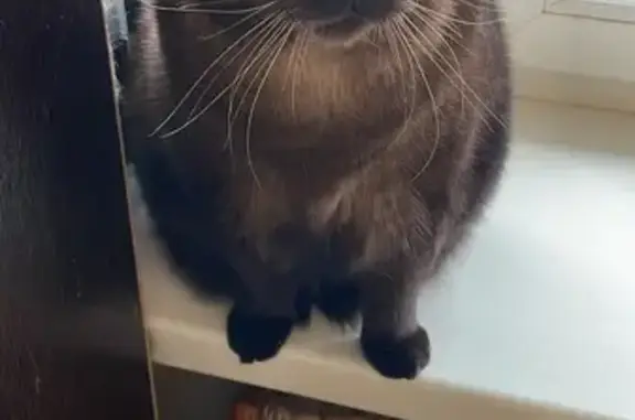 Кошки потеряшки, Балашиха, фото: Потеряшка кот, ул. Быковского, Балашиха