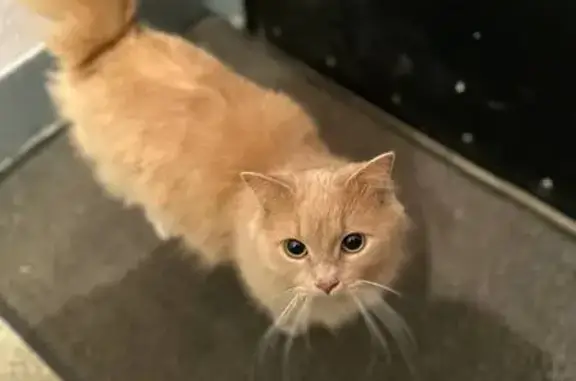 Найдена кошка, Ногинск, фото: Кошка найдена: ул. Белякова, Ногинск