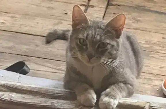 Кошки потеряшки, Дзержинский, фото: Потеряшка кошка, Томилинская 19, Дзержинский