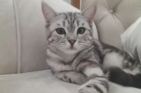 Кошки потеряшки, , фото: Потеряшка кошка в Каскелене, Алматинская обл.