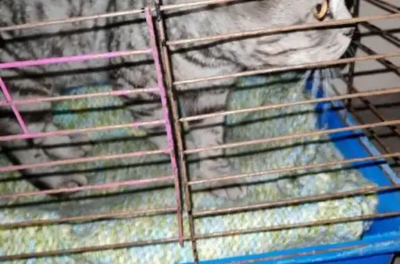 Найдена кошка, Барнаул, фото: Кот найден на Интернациональной, Барнаул