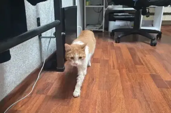 Найдена кошка, Москва, фото: Кошка найдена: Ташкентская ул., 33 к2