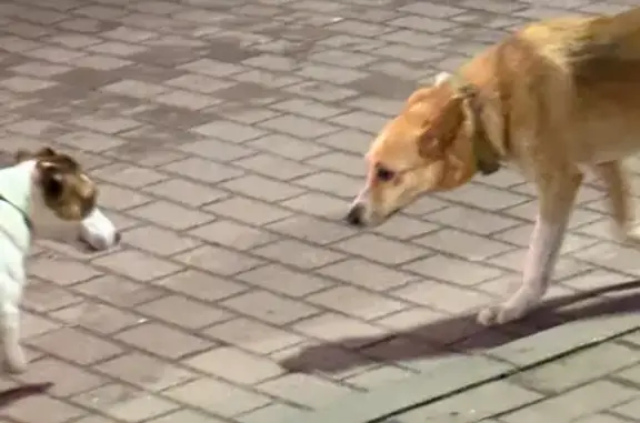 Найдена собака, ул. Дуки 59 к1, Брянск