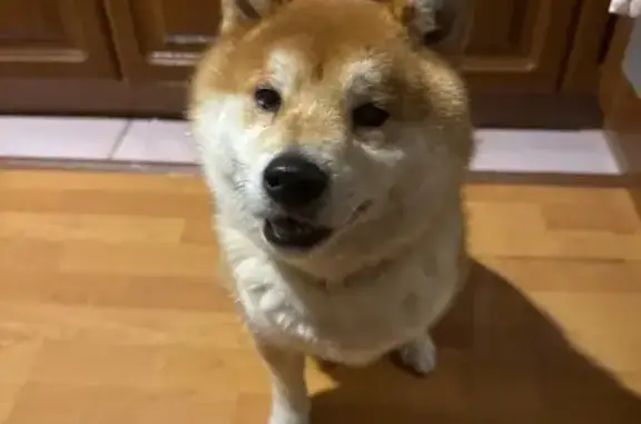 Найдена собака, Кострома, фото: Найдена собака, Кострома, Малышковская 8